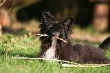 CHIEN NU CHINOIS 261